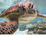 turtle street
