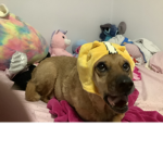 The fun puppy’s