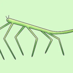 Stick Bug Army (S.B.A)