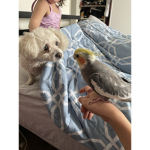 Cockatiel squad forever