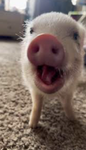 MrPig+Zw_gamerboy2