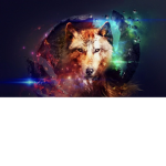 Foxes run