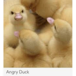 -the random roblox group-