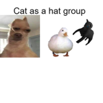 Cat as a hat group