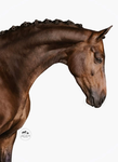 Haras Du Domaine Benji