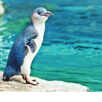 I love_ animals