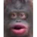 Monkeys are A w e s o m e