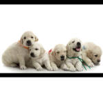 Twofunnylabradors cute animal group