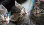 gatitos al mando