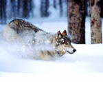 Wolf Clan Fur-Ever