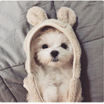 Wellcome to this group! Lol~ Lily~