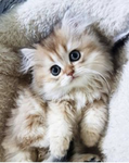 ~{~Bellas~kittens~}~