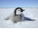 Penguins Rule!