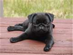 the pugnator