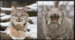 Lynx <3