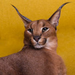 The Pumba Caracal Group