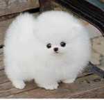 PUPPY ARE AWSOME IF U LIKE PUPPY'S U MAY JOIN :DDD