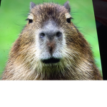 Capybara United!!!