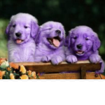 The dreaming purple puppies