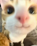 Tilly_Xmas