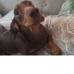 Help dogs today