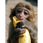Monkeh Loves Banana