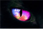 Spiritclan (Warrior cats)
