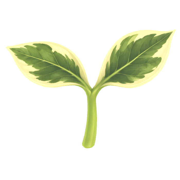 leaf sprout
