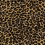 -gabs closet xx-