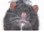 The Rat Squaddd