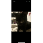 Nikki.-