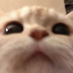 p!xie bubble