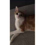 Kitty Kats :D