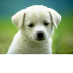 Please Join For Cute Animals