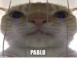 The cat prison