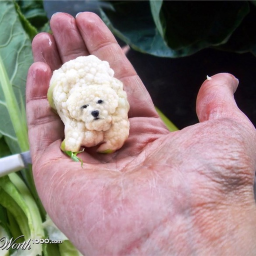 The Brocoli Dog bro