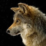 THE fun Wolf pack