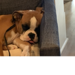 Puppy’s Friendship