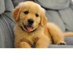 dog central
