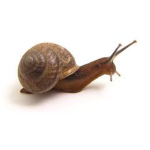 snail boys