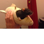 The Rat Queen's Palace!