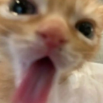 ャZenix