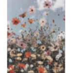 Astethic flowers <3