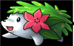 shaymins fan club