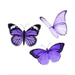 •••BUTTERFLIES•••