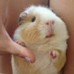 Gae Guinea Pigs