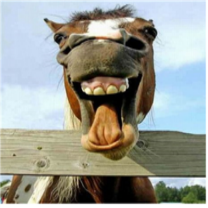 funny horse xD Roblox decal