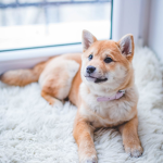 Divine Doges
