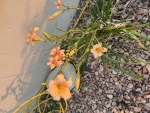 - Rys’s Lilies -