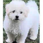 Puppie fans